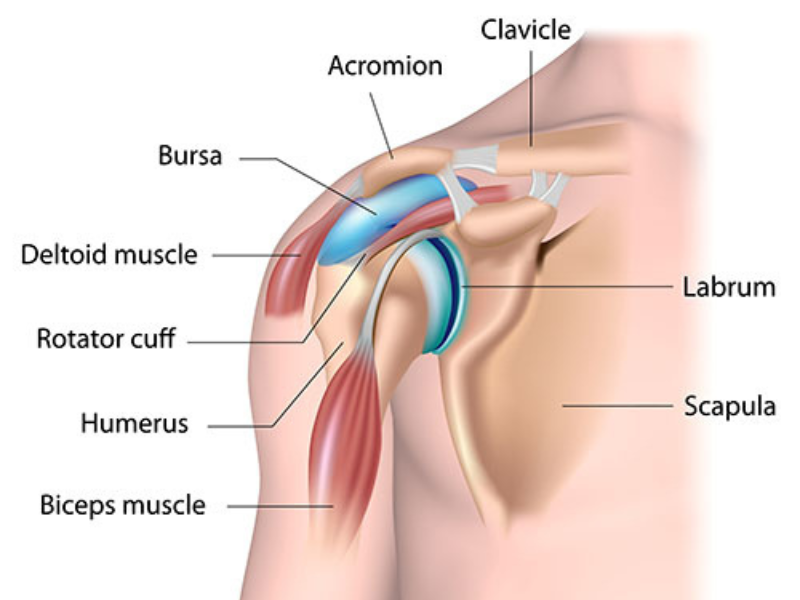 Diagnosis of Shoulder Pain